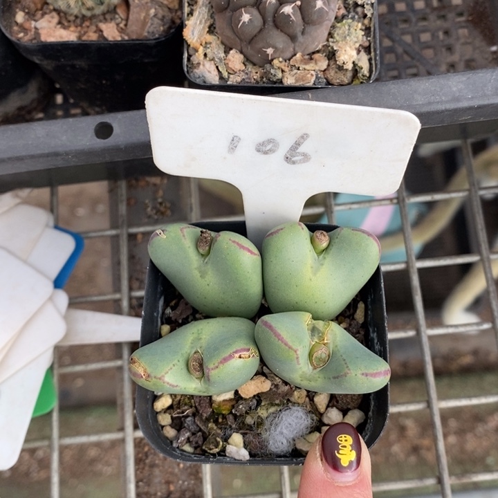 伯克利和格蕾纳等著名音乐