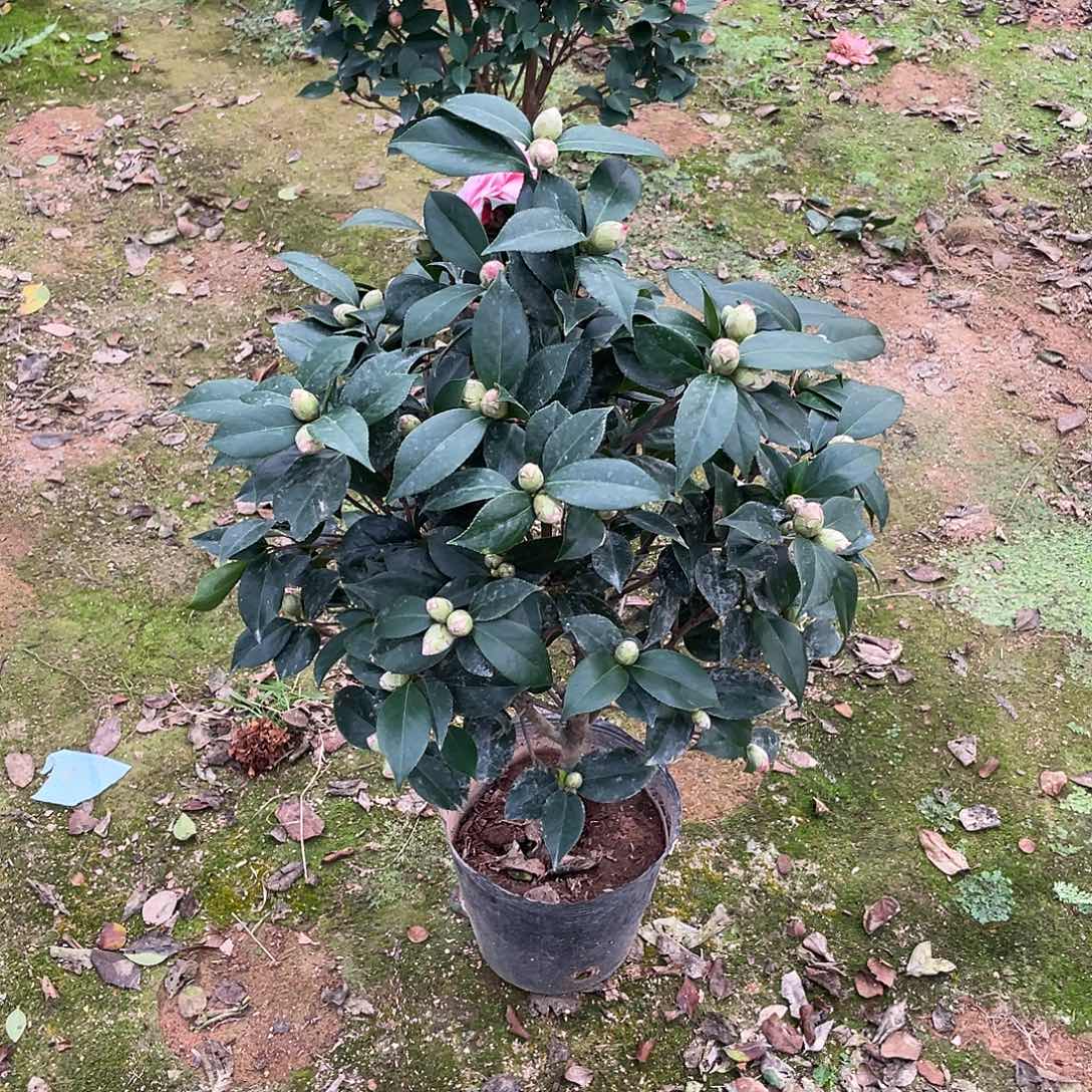 时***间无花朵五色赤丹，1111