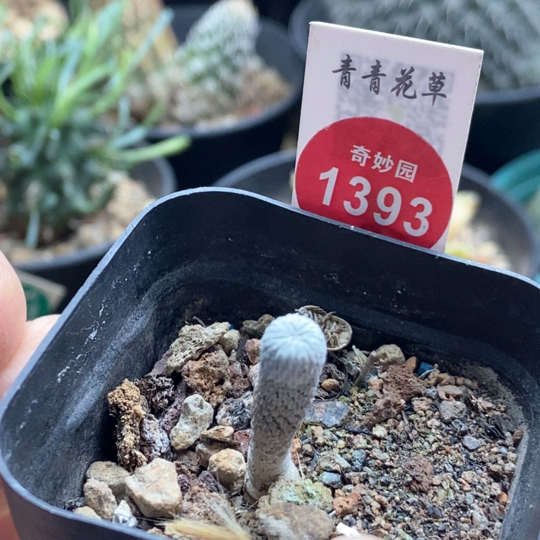 实生四年半精巧丸一颗