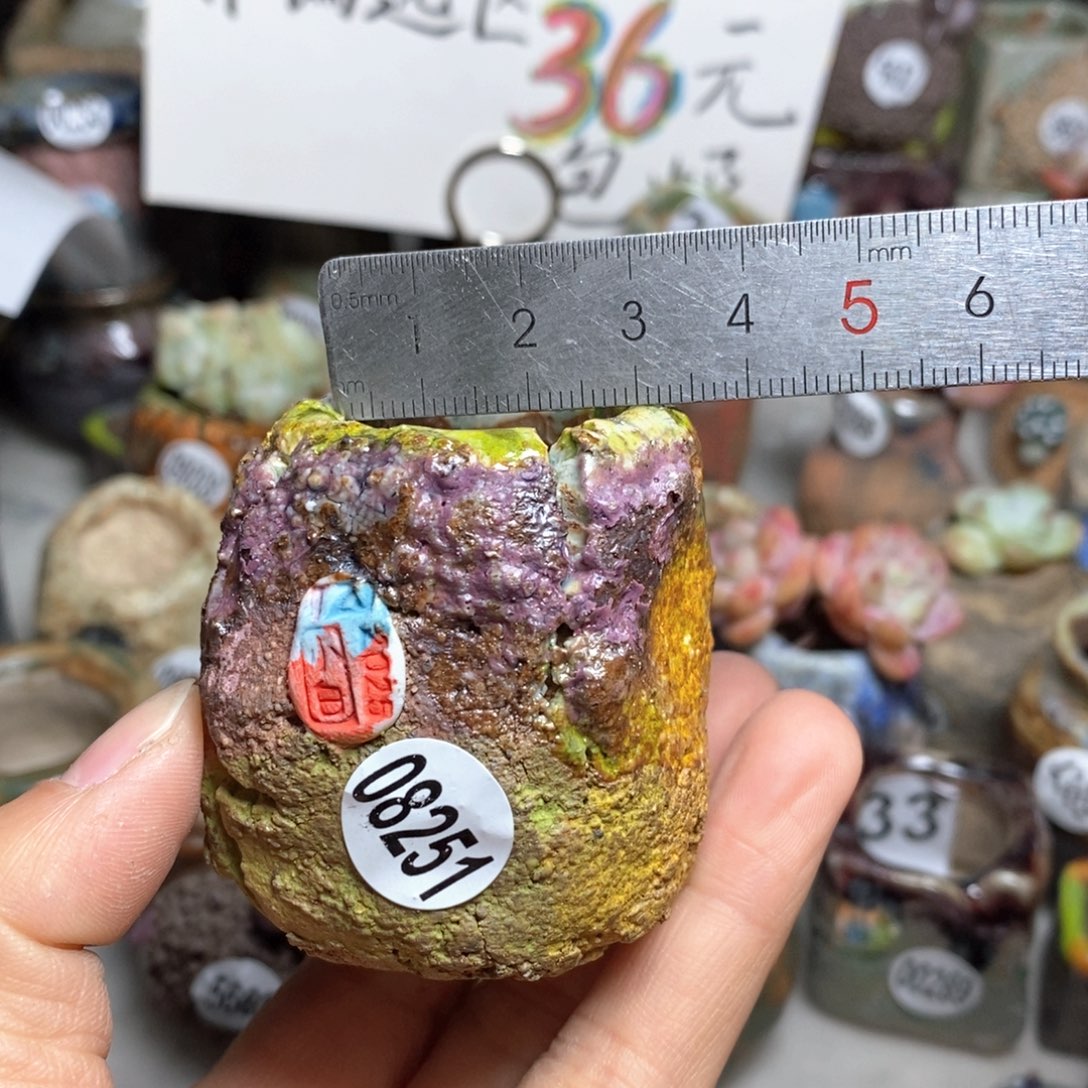 花盆拍2送一个小礼物