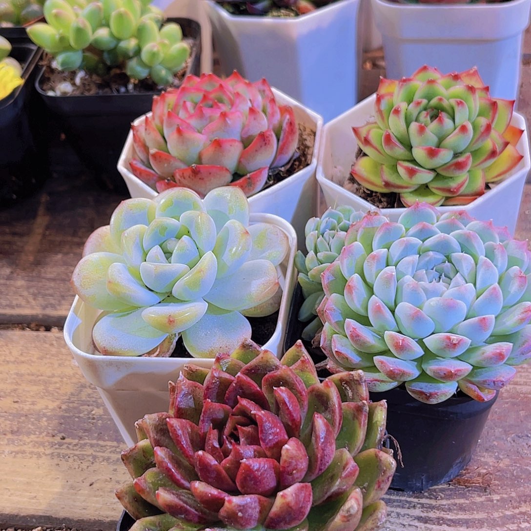 侧影。月亮石。冰玉。美腻。玫瑰