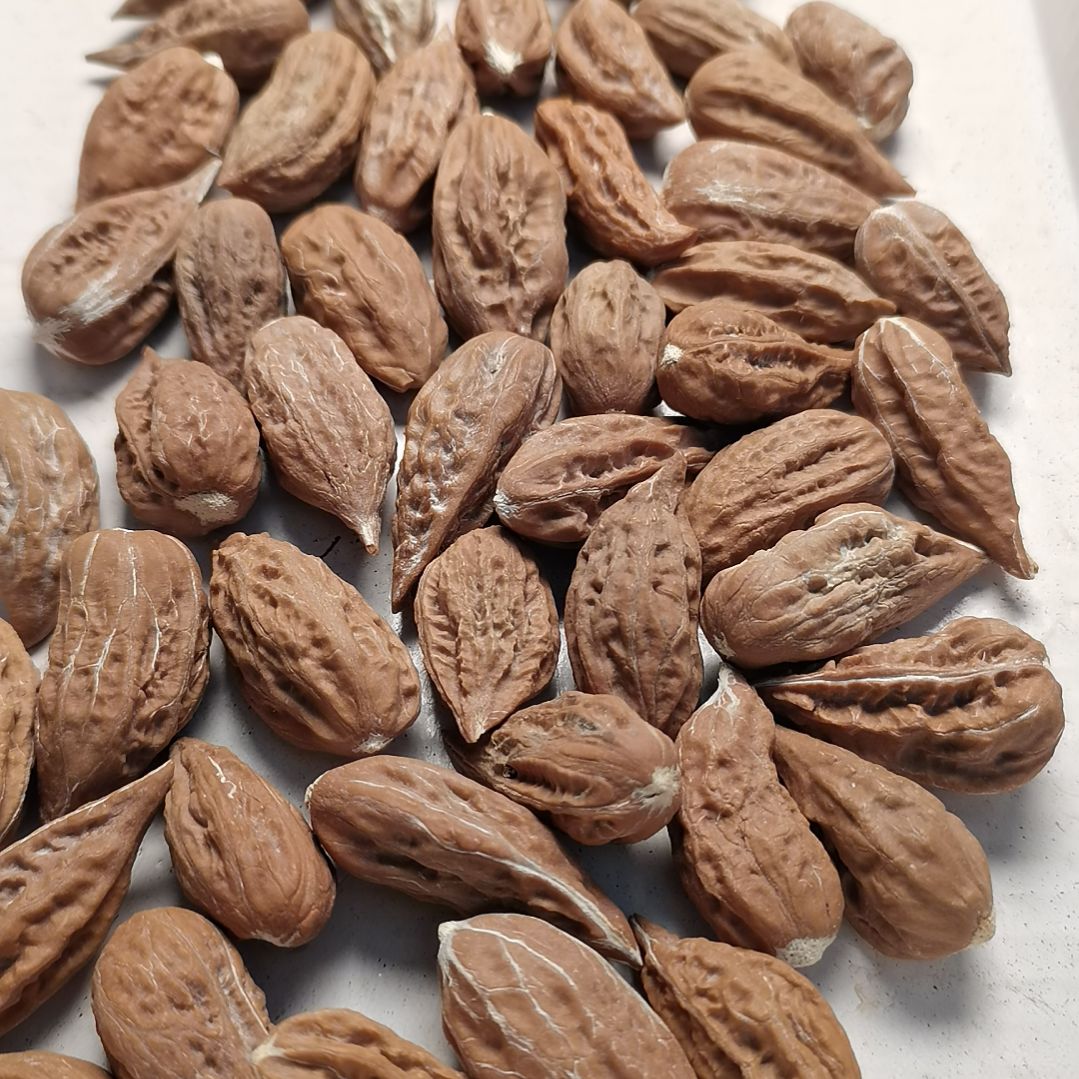 文玩核桃手串飞****0东北秋子异型籽51颗31