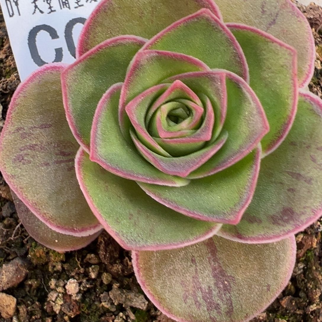 陈陈905绝色系混血3代开播福利