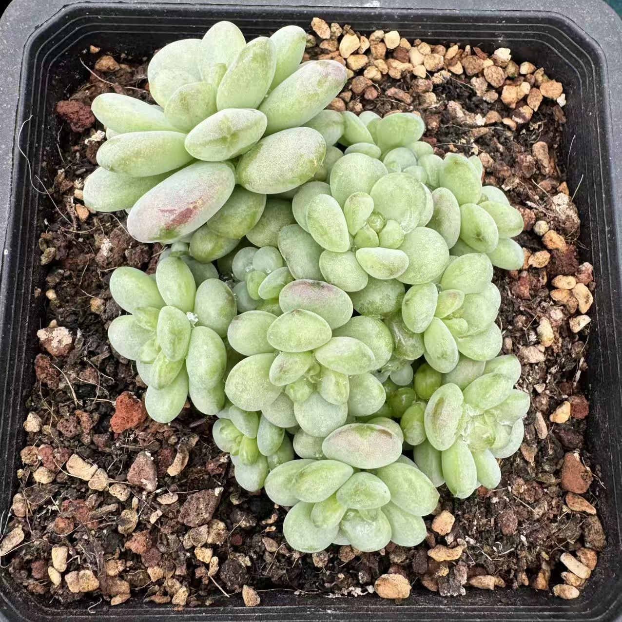 0144-阳光玫瑰-从前慢花园东云系多肉植物短肥叶边多肉