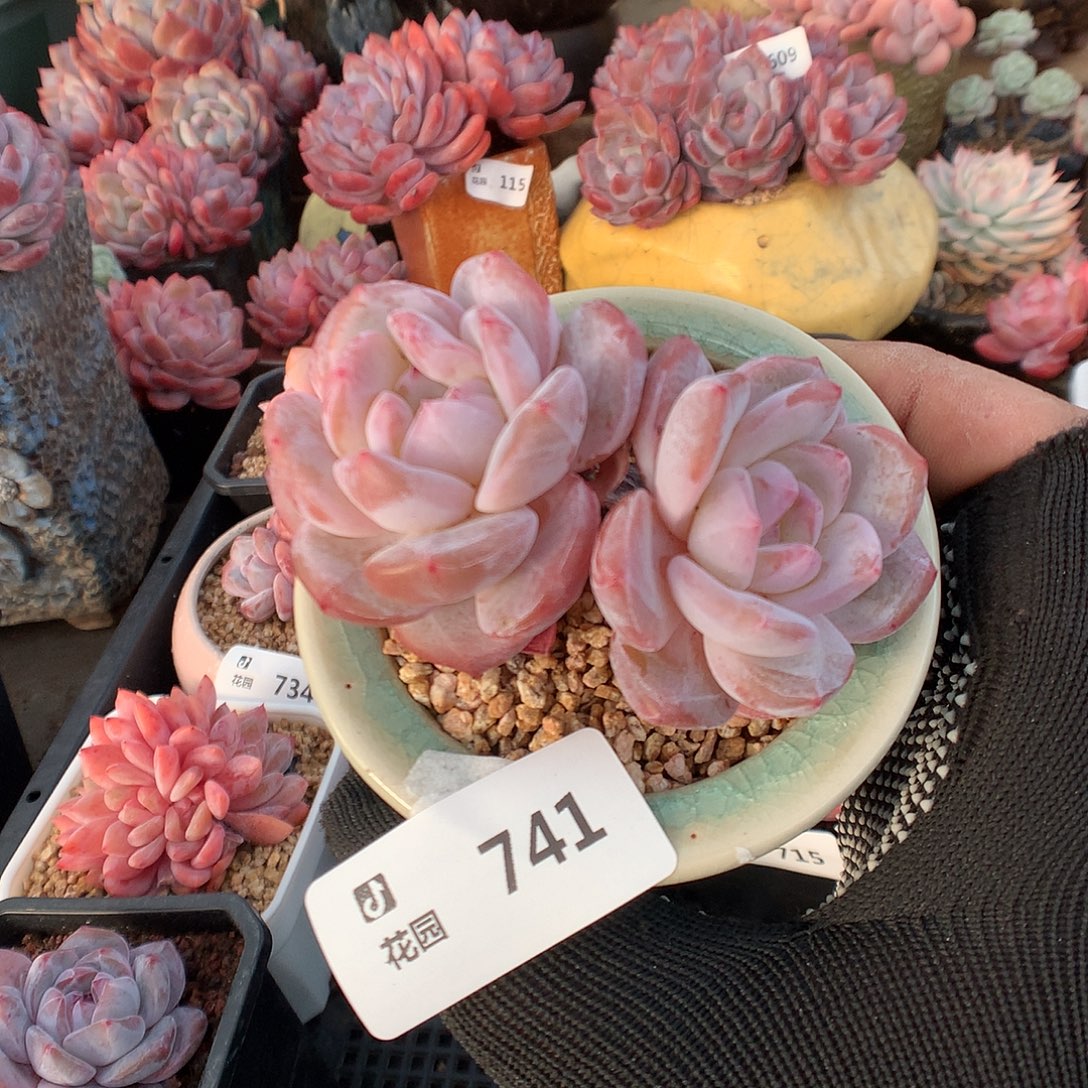 741星影多肉植物66666