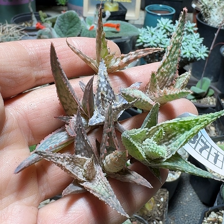 371园艺芦荟侧芽7个一份根比较少