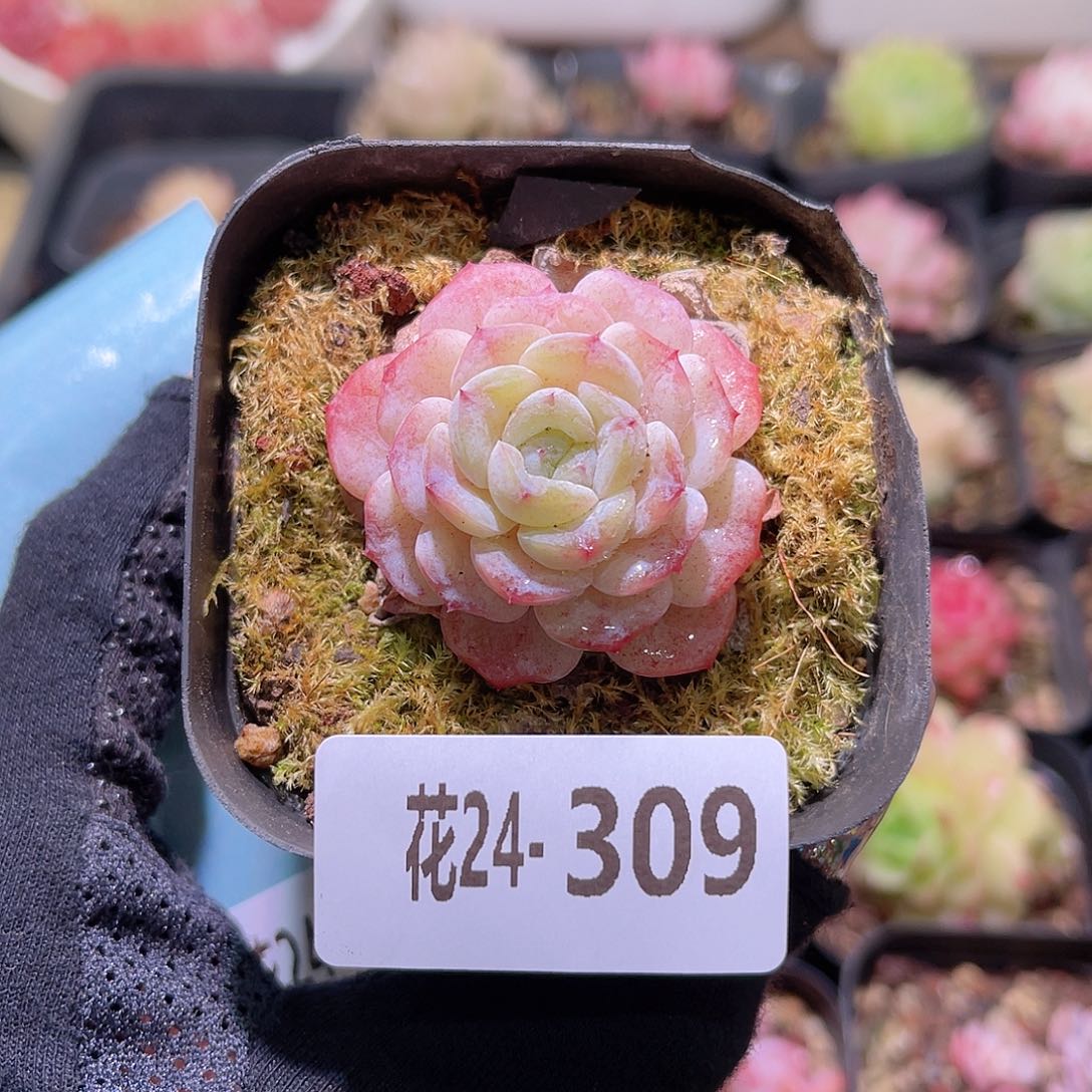 花利美24-309晨曦