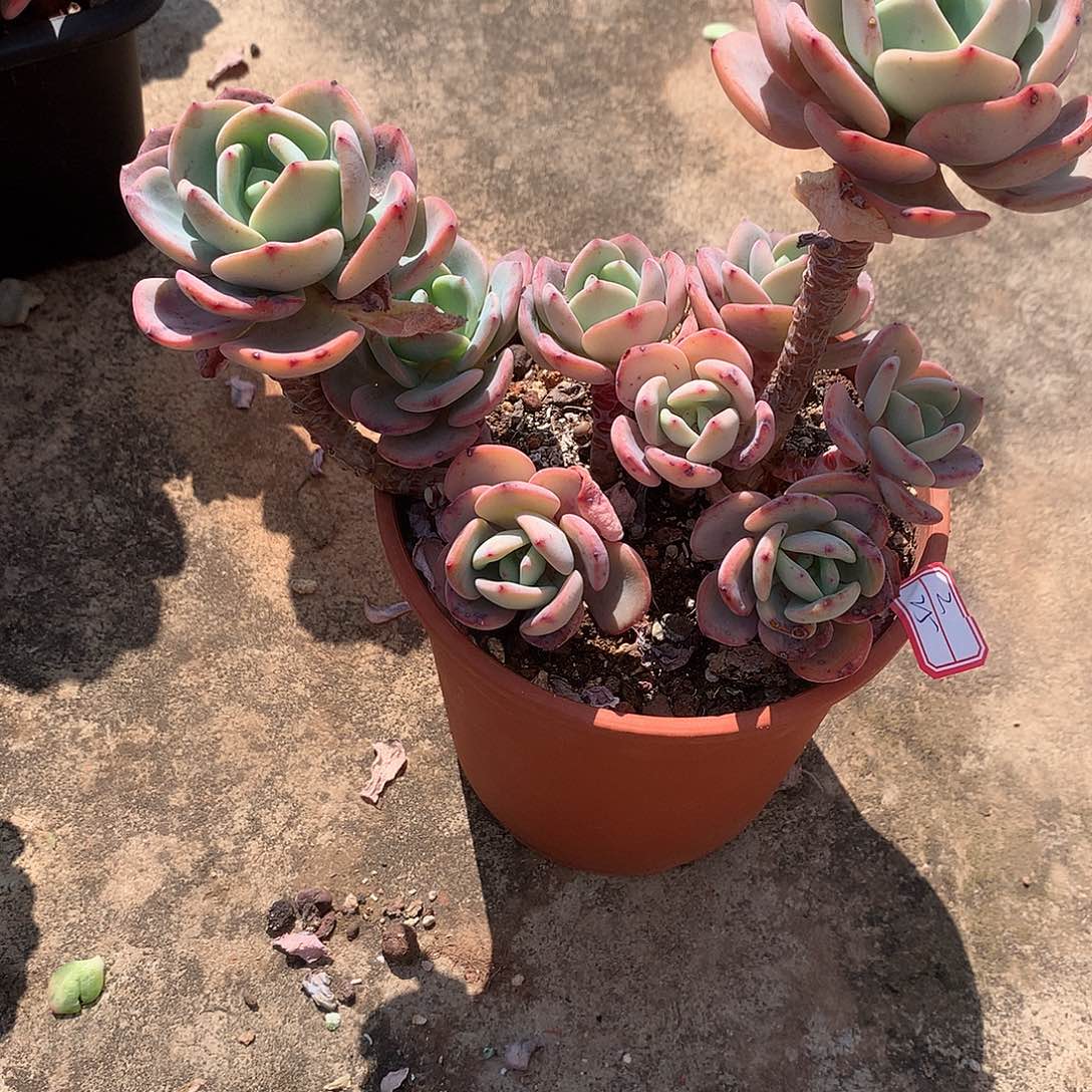 白月光多肉植物一颗
