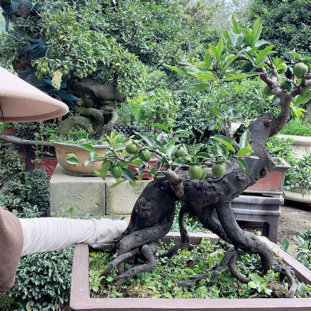 金弹子盆景喜欢的来