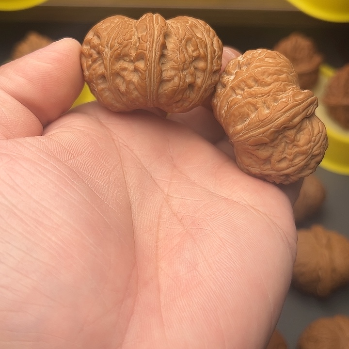 45+尺精配矮桩毕业元宝