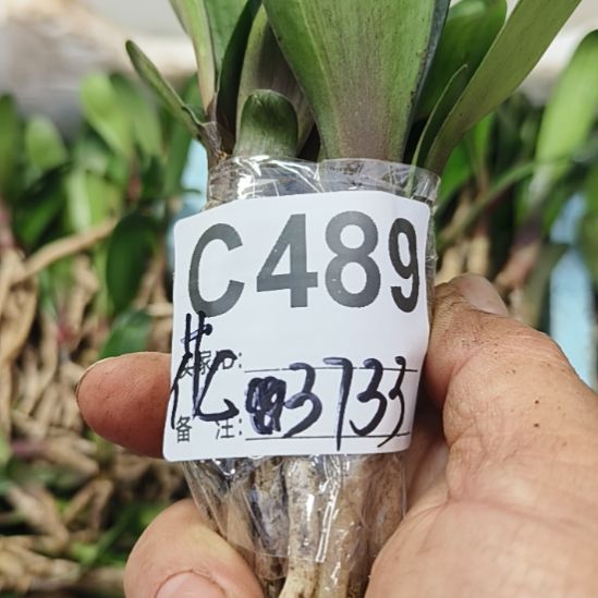 花***子完全开放7777777777