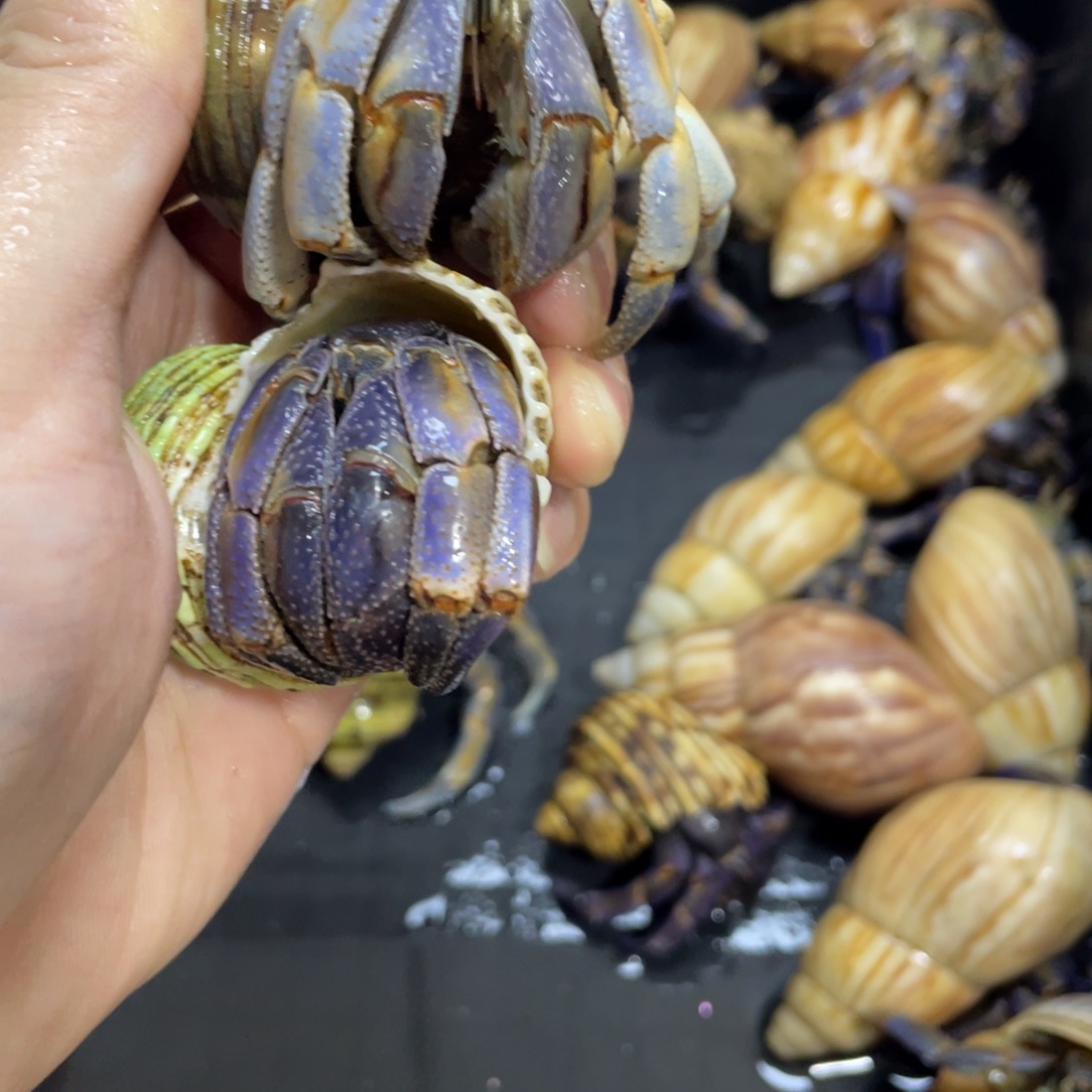 周***.寄居蟹，寄居蟹，寄居蟹