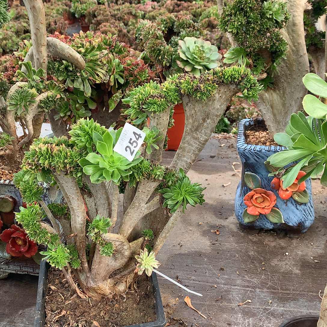 254原始绿缀化嫁接