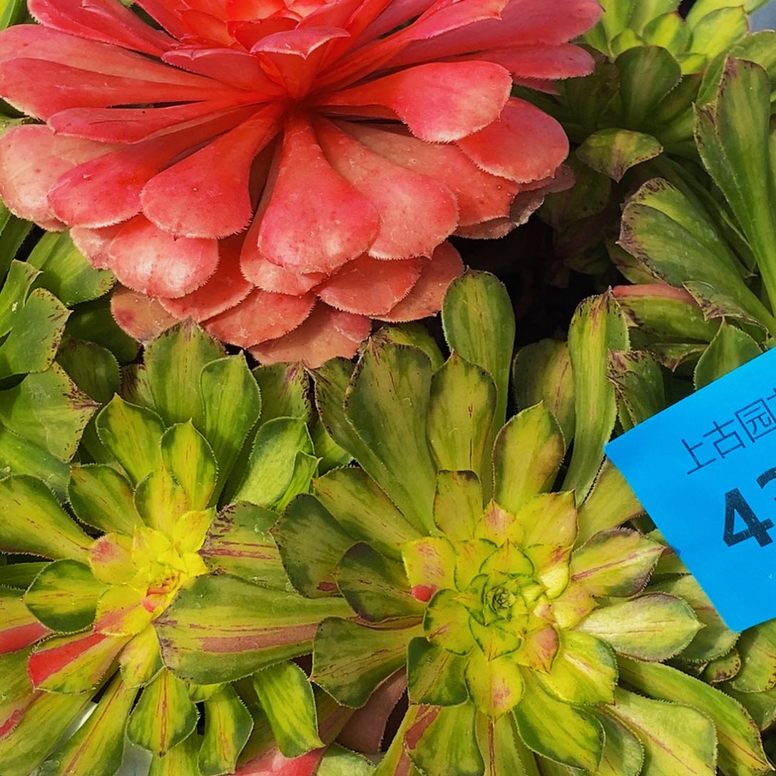 上古园艺多肉法师43