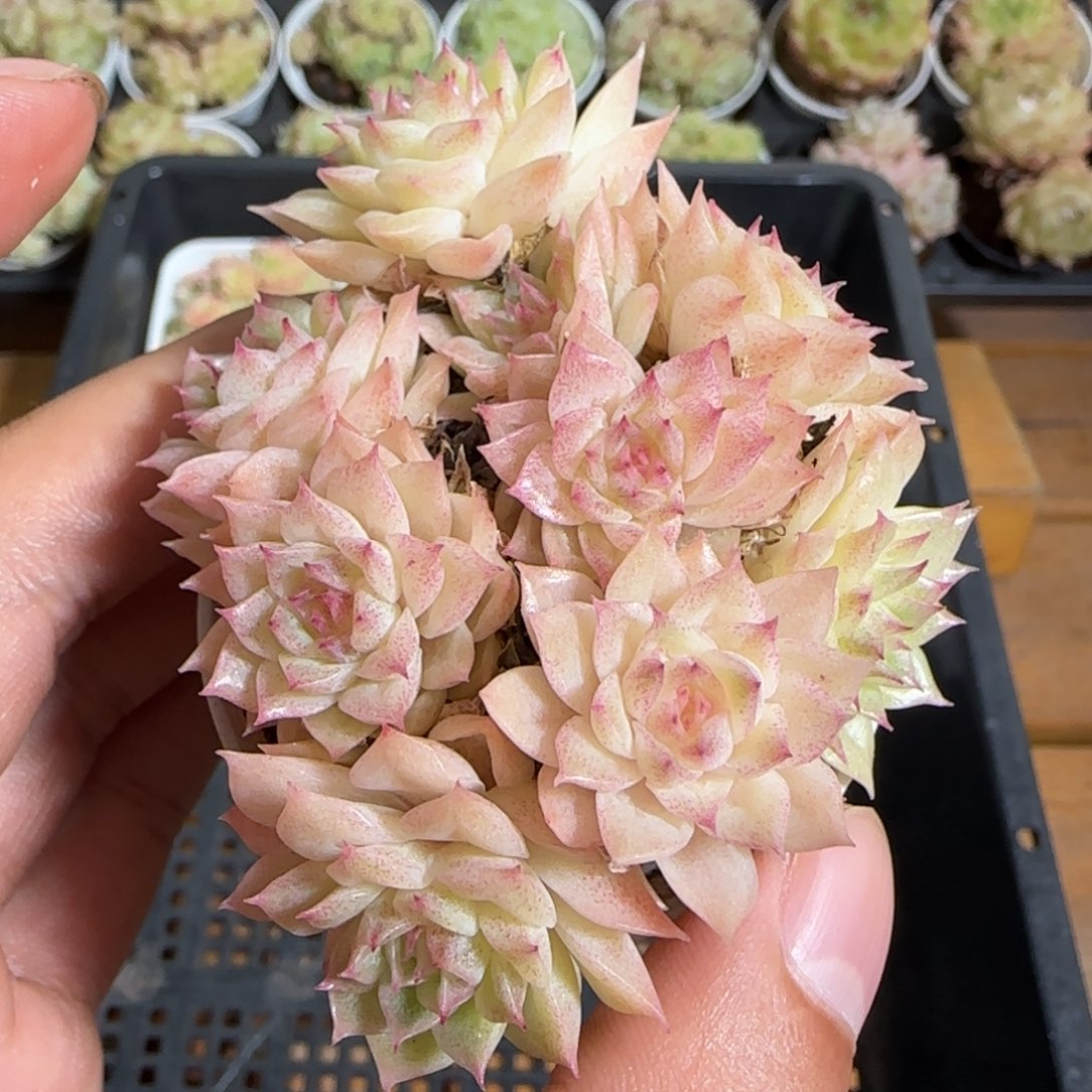1110-----649麦秆群