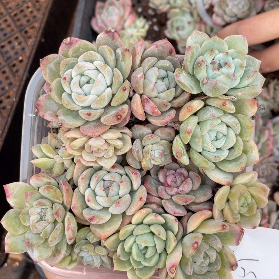 51吉禄播种切糕苗包邮