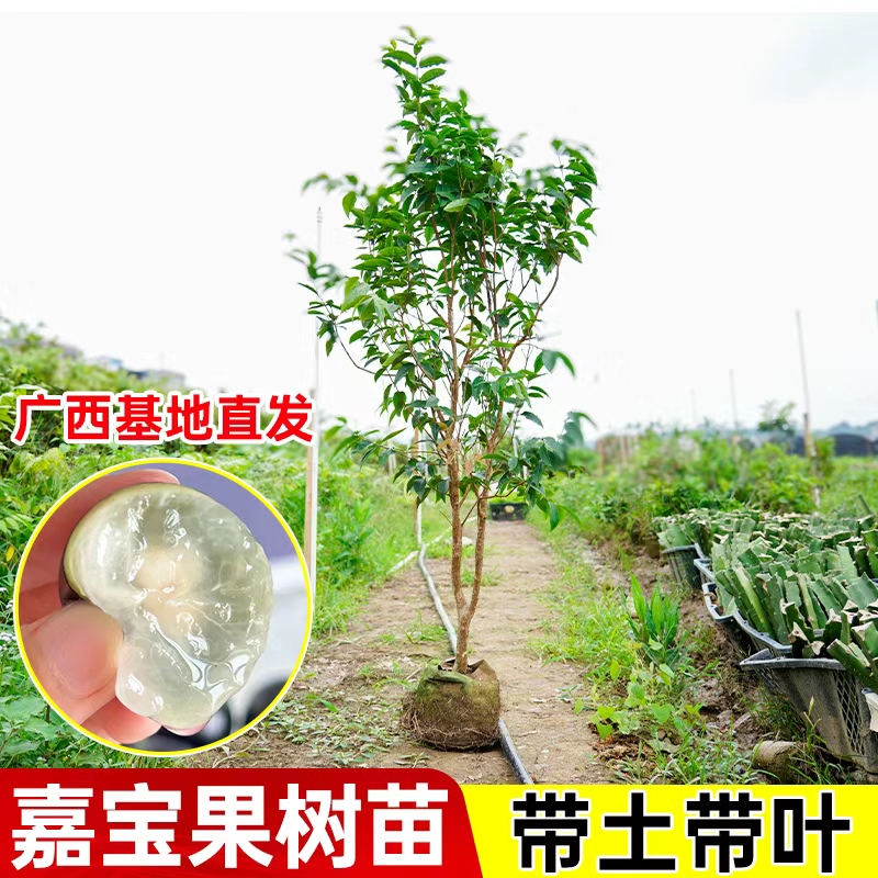【直播专享】正宗嘉宝果树苗营养杯苗四季红妃艾斯卡嘉宝果当年结果