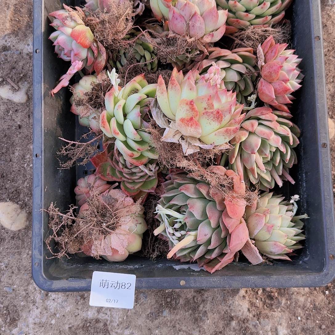 直播一物一拍多肉82