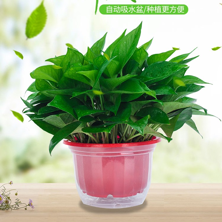 绿萝盆栽净化空气长藤垂吊兰大绿箩场景绿植花卉植物室内吸除甲醛