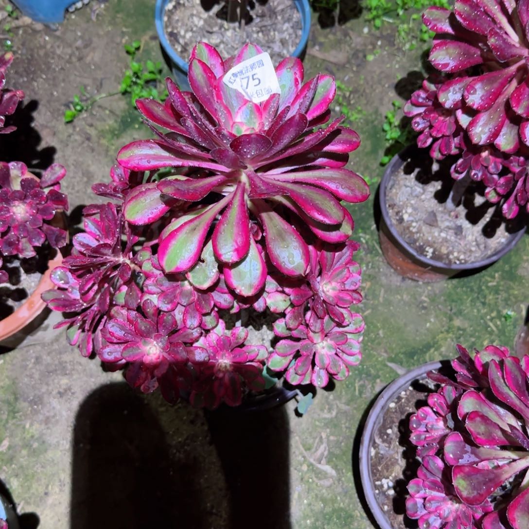 利纳法师多肉075