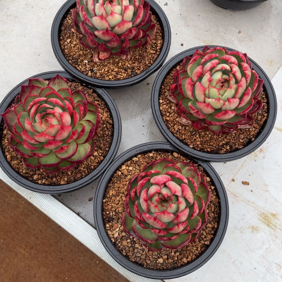 惊鸿仙子 四个一组