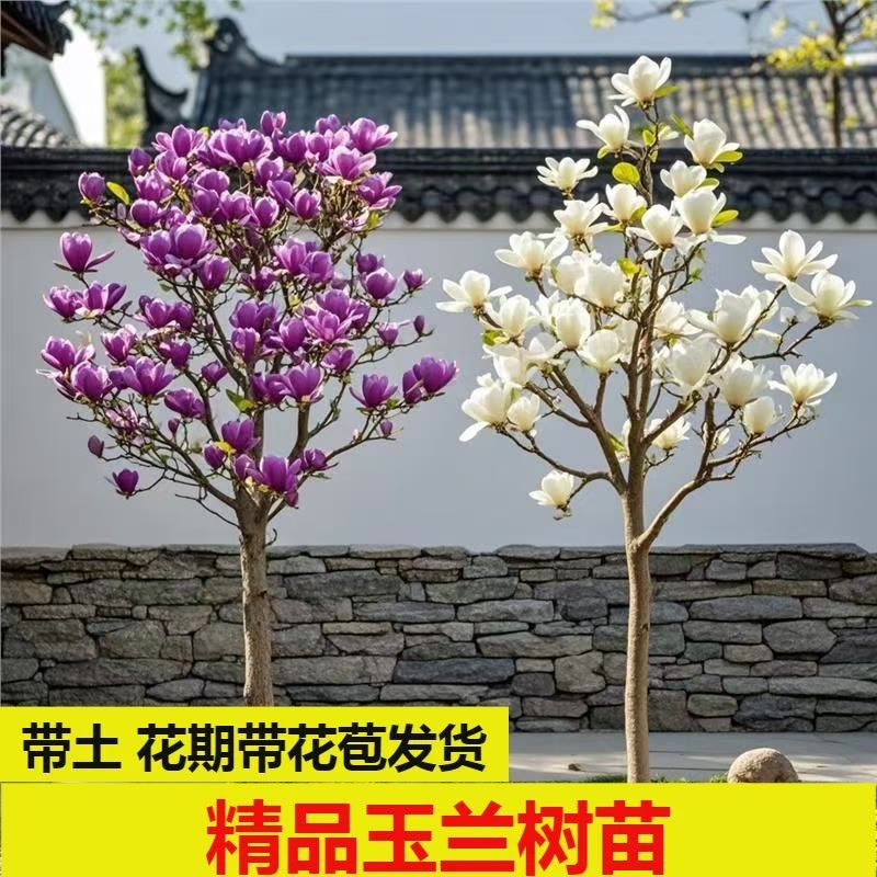 【一物一拍】玉兰三季开花(红色紫色黄色白色粉色）南北方均可种植