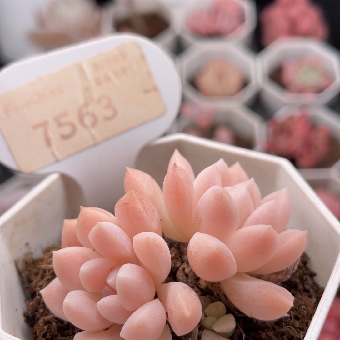 白雪7563-5.0厘米