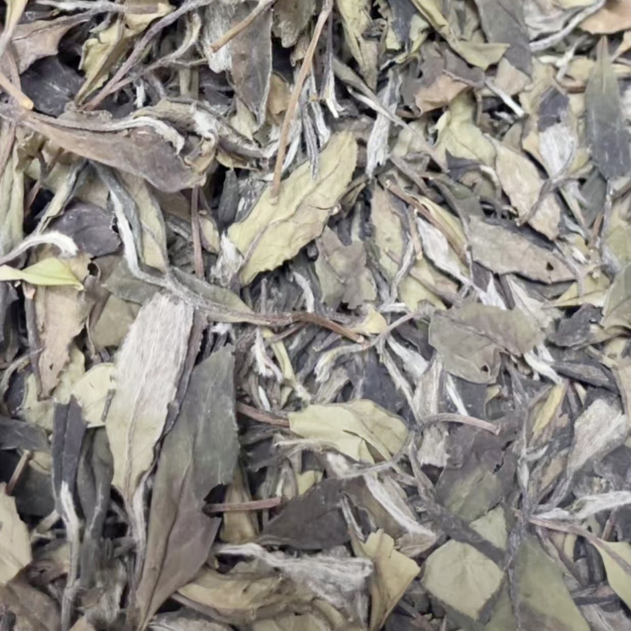 临时链接 福鼎白茶2022年白毛茶寿眉散茶