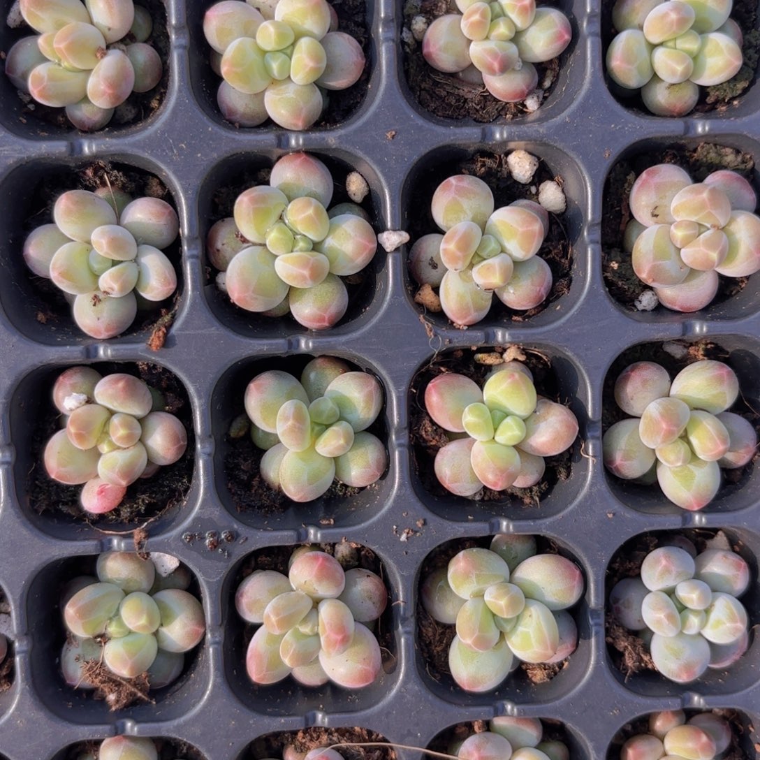 乌拉奶两颗一组量拍