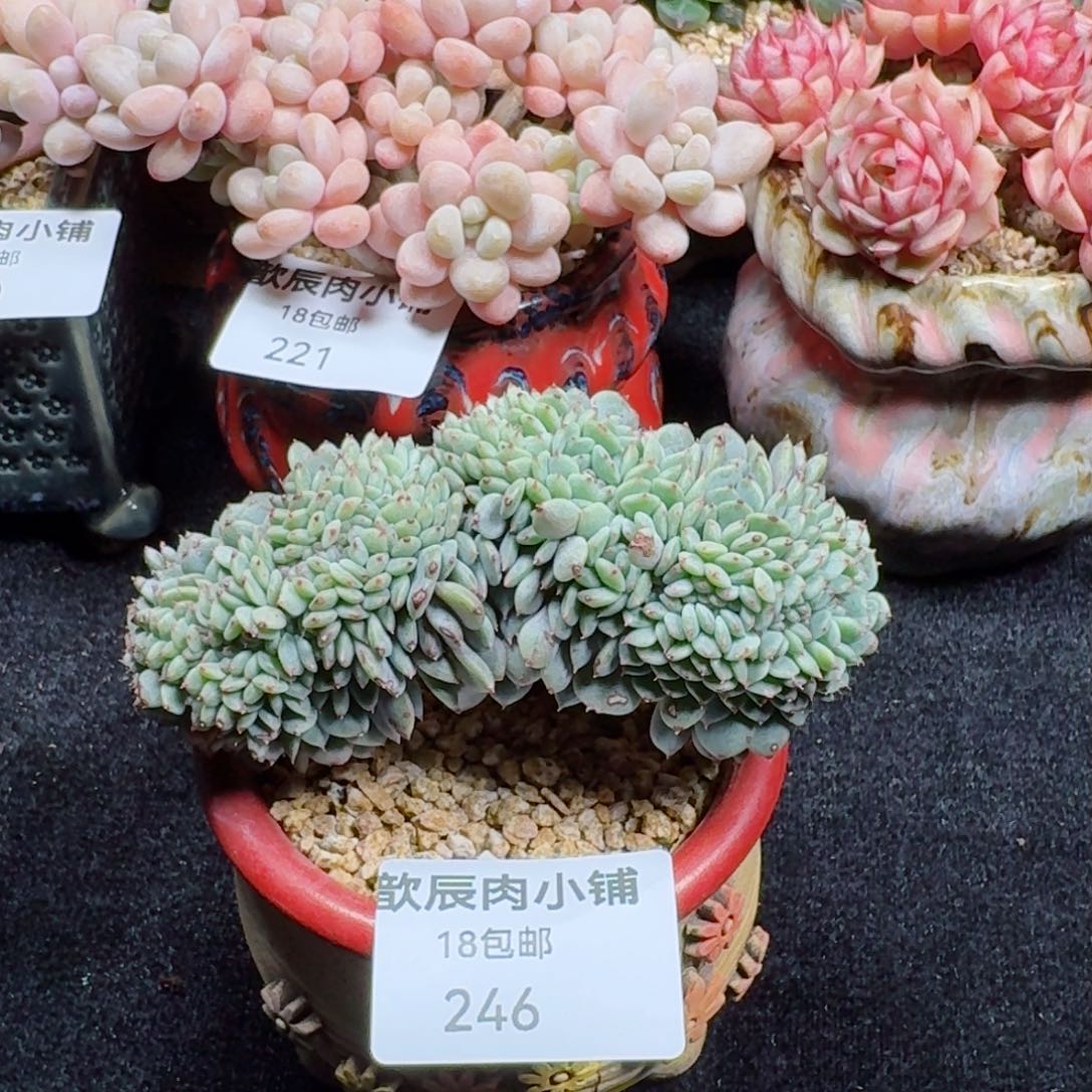 多肉植物  246  白胖子缀