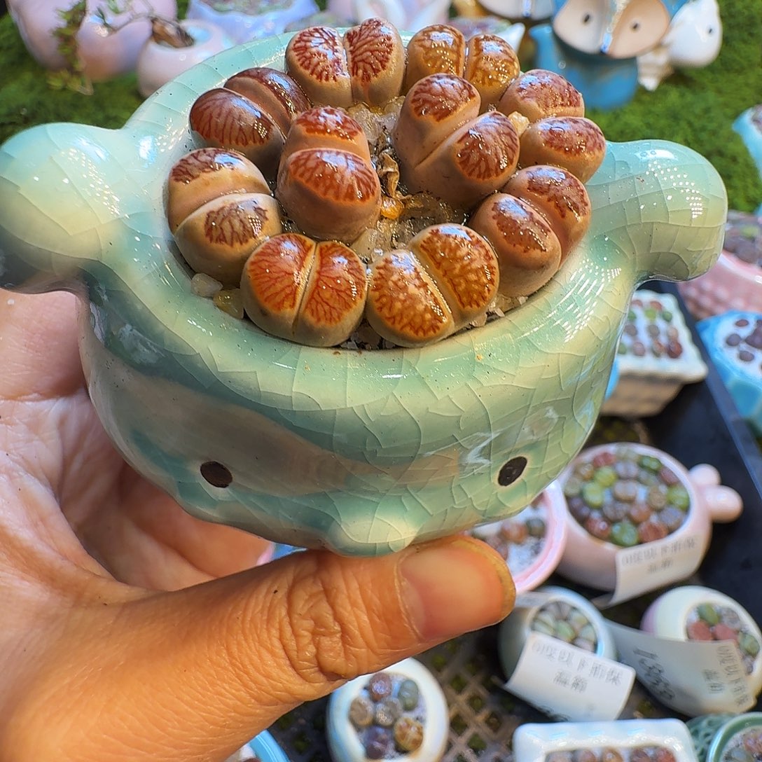 多肉植物福利冲1392