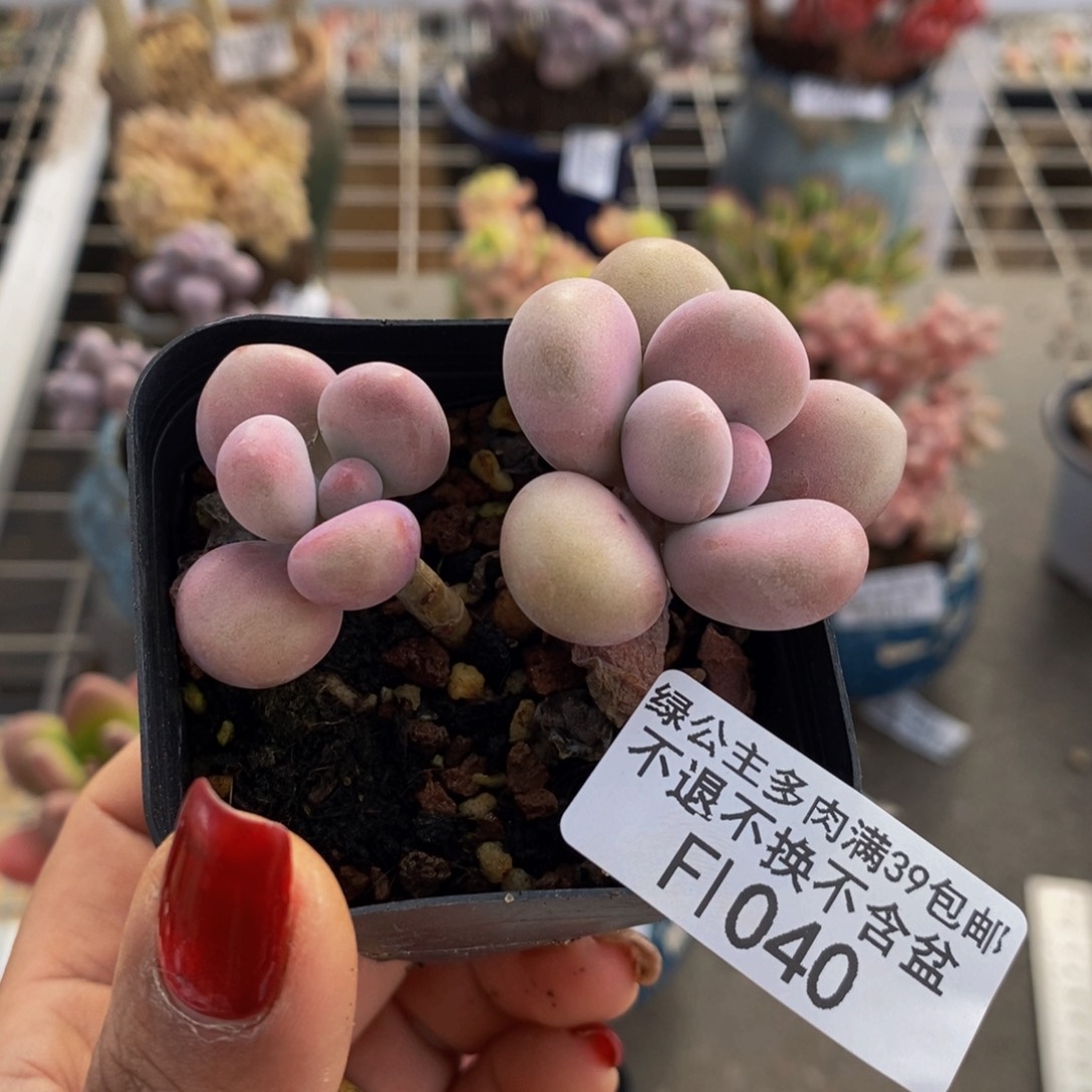 腰子桃蛋040/5c m