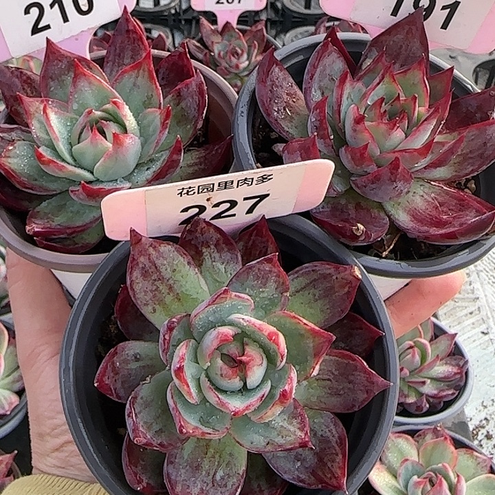 若***见210，227，191 惊鸿仙子多肉植物6-9cm