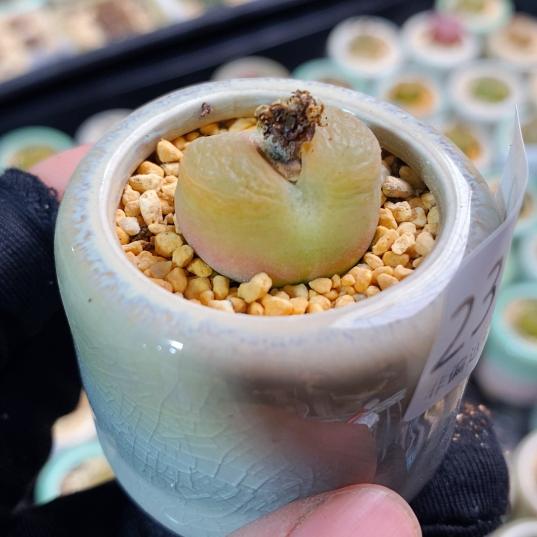 2379-一物一拍带盆