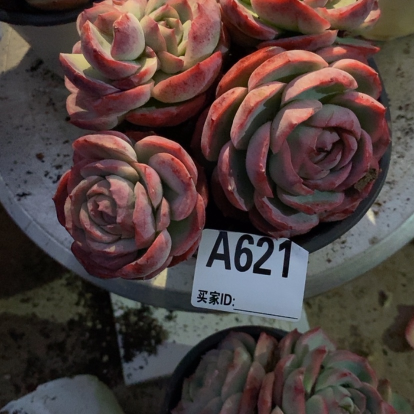 【闪购商品】肉*多多肉植物
