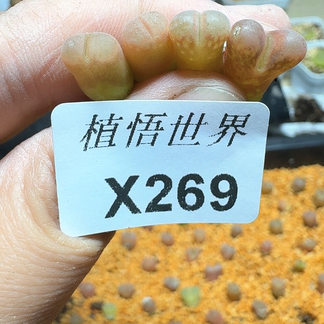 269盒多肉植物哇g b