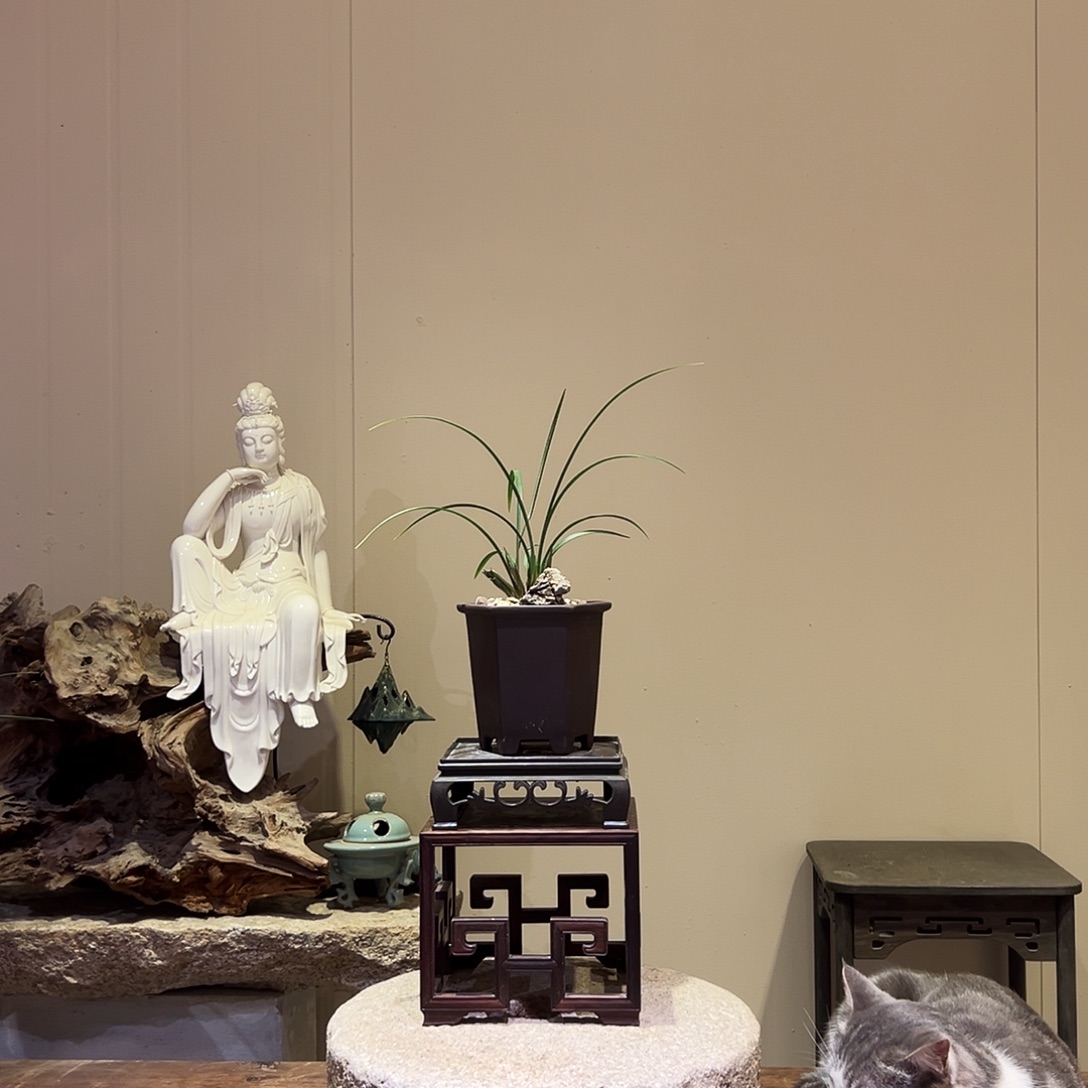 大部分花苞少量开放冠神