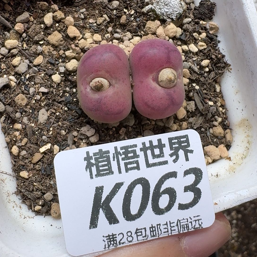多肉植物的润泽gbn