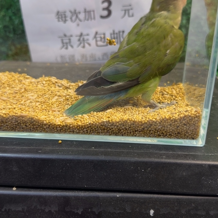 虎皮鹦鹉牡丹鹦鹉绿桃