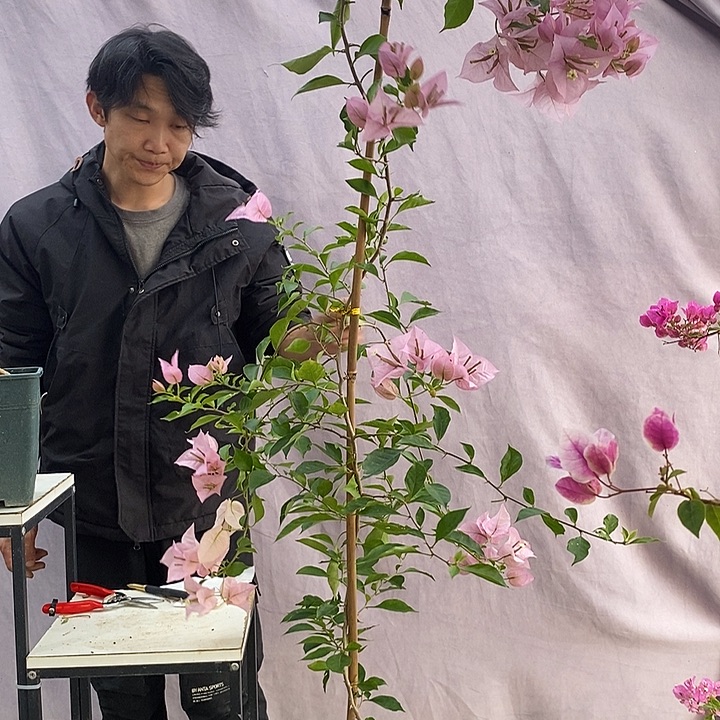 大量花朵（建议范围：8朵-15朵 或40%以上）粉天使