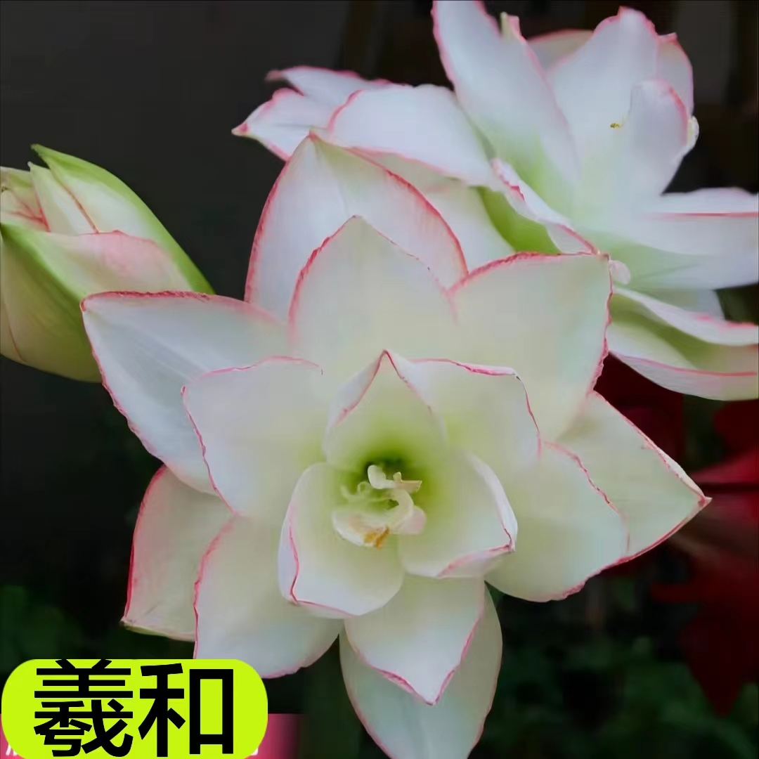 【羲和】朱顶红澳朱重瓣基地自然种球浓香室内盆栽四季开花植物