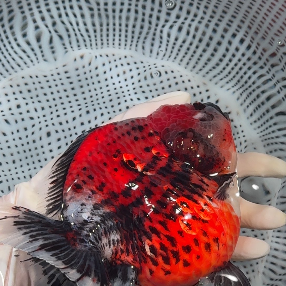 金鱼精品高货短尾将军狮