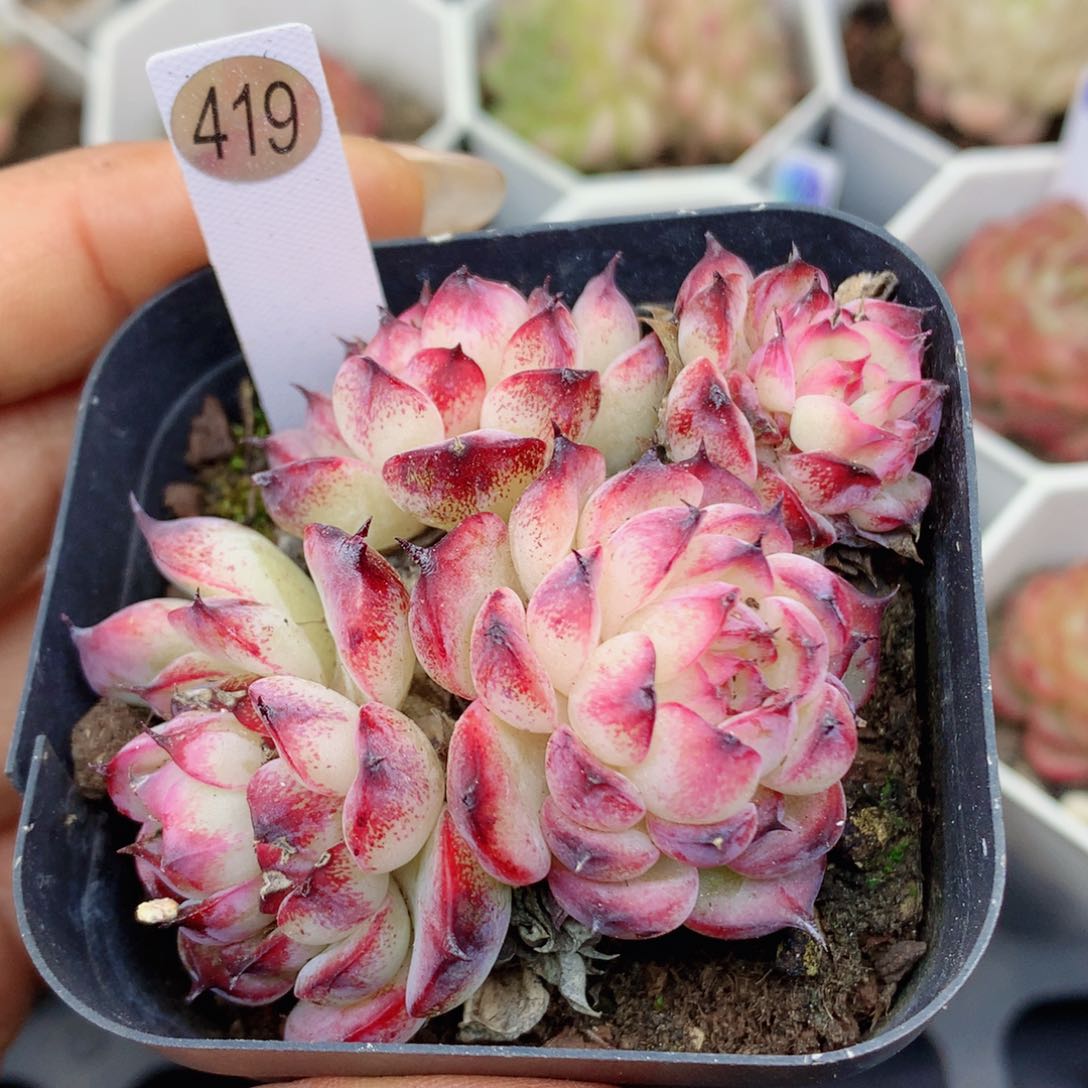 哈哈58包邮  群生不包整419