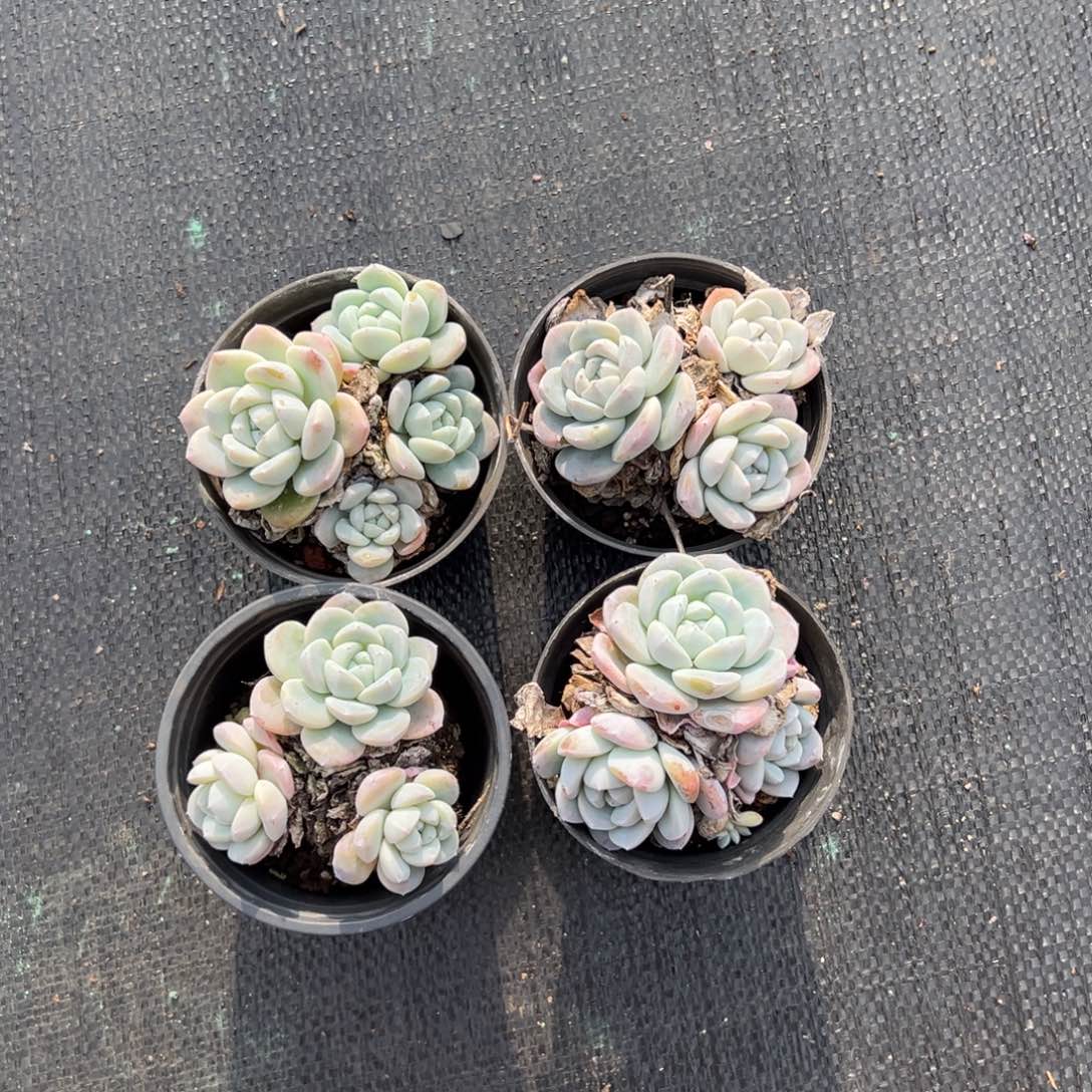 冰玉90杯2颗带盆土