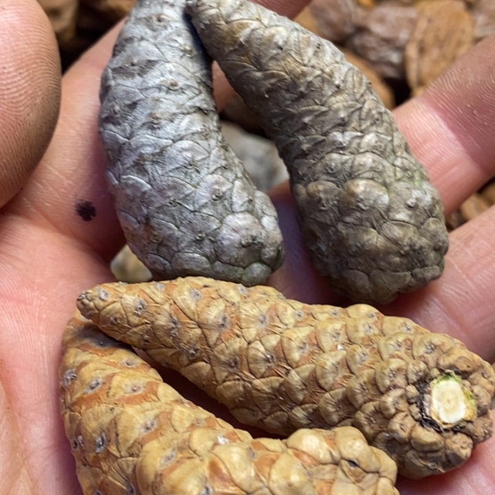 吊坠桃核东北特产18