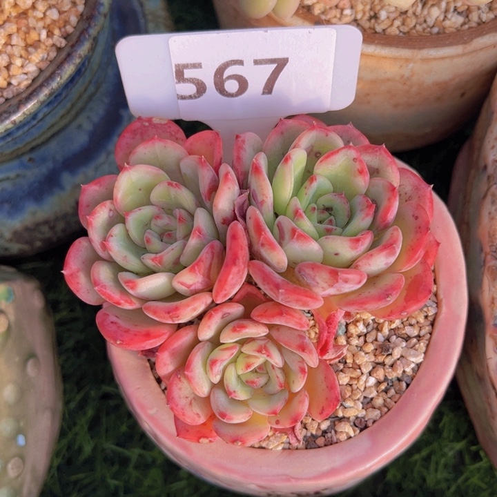 健健康康平平安安