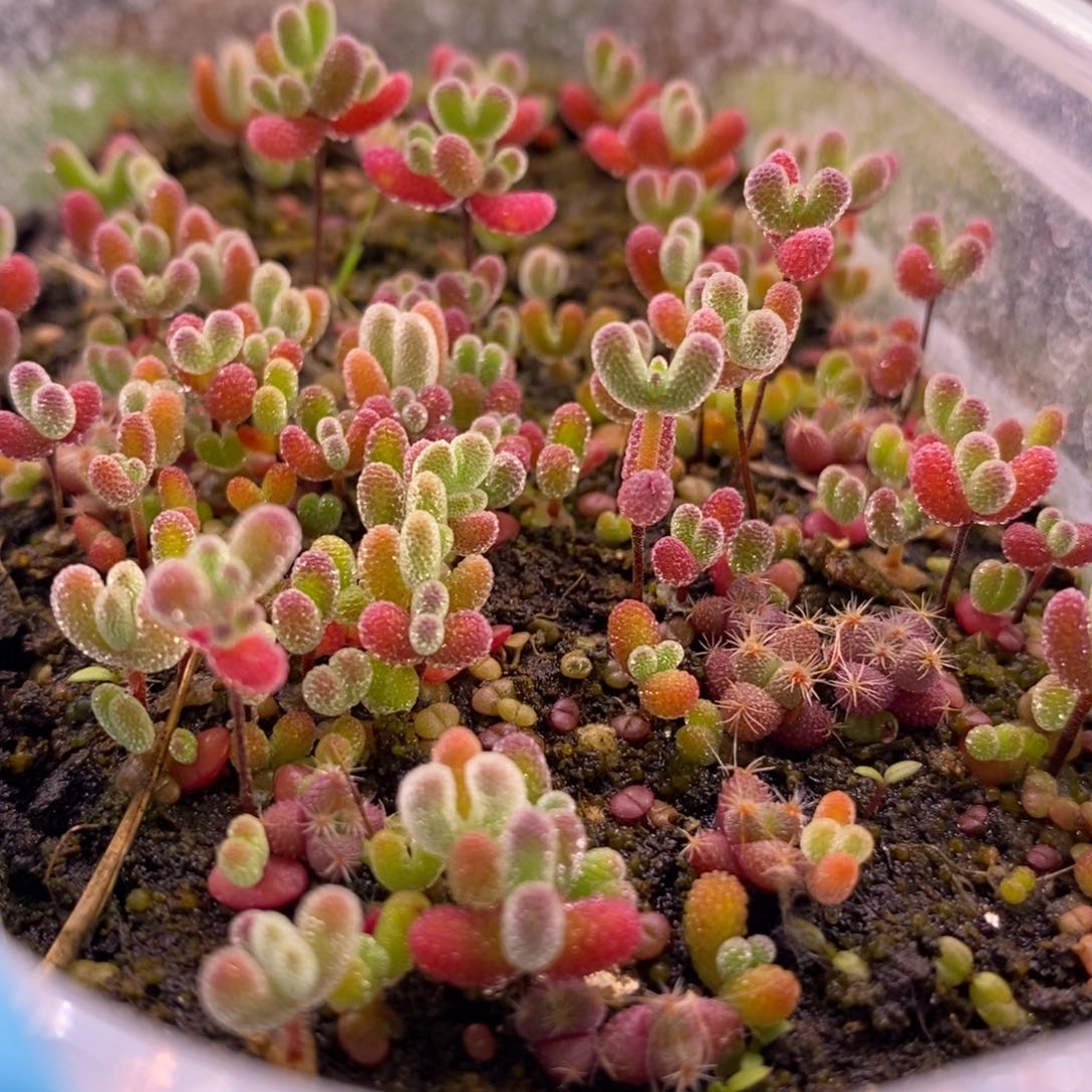 400混合切糕。    