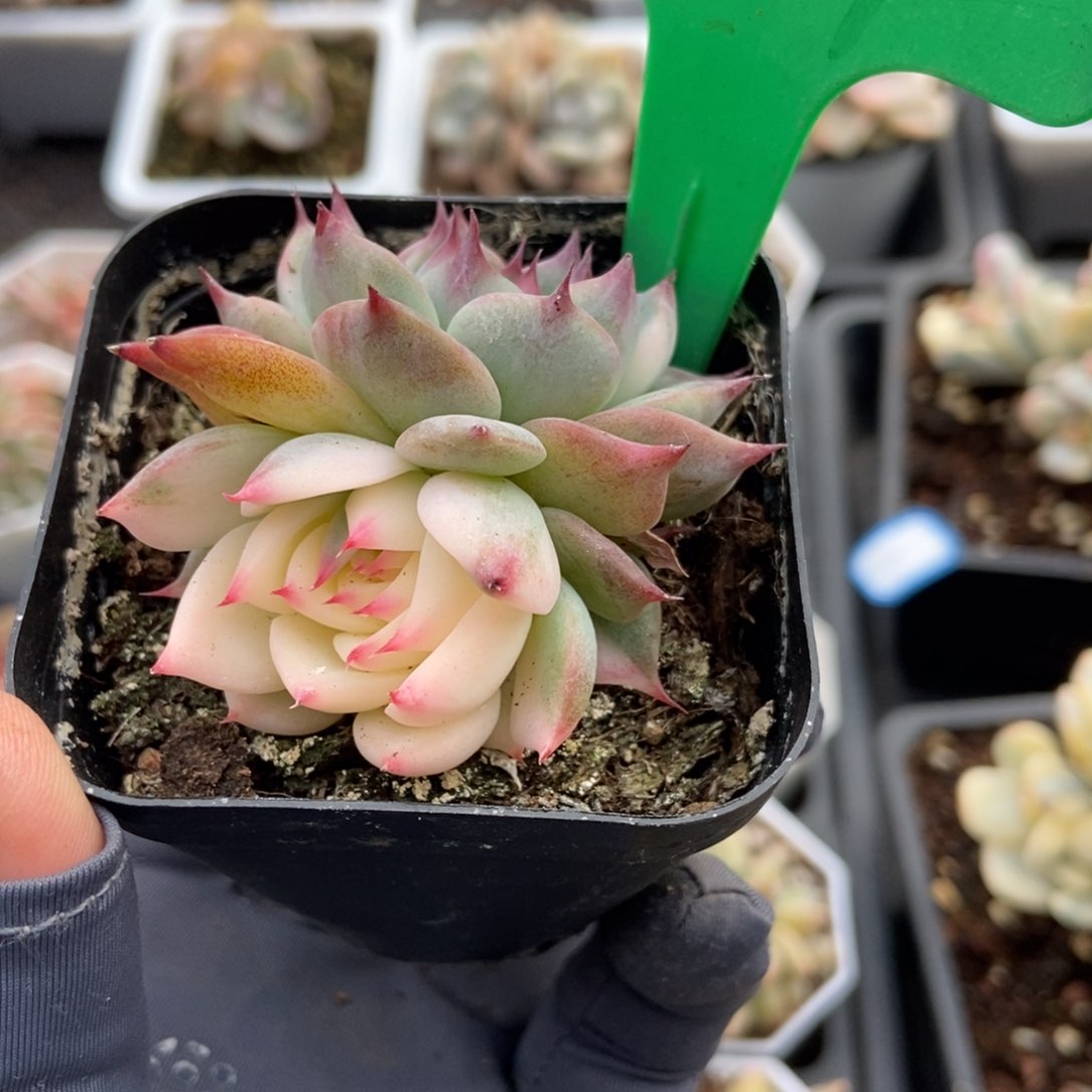 979吉娃娃锦多肉植物保护