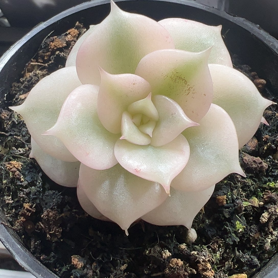 贝加尔湖锦多肉植物