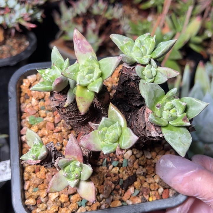 933哈哈哈哈哈哈哈哈哈